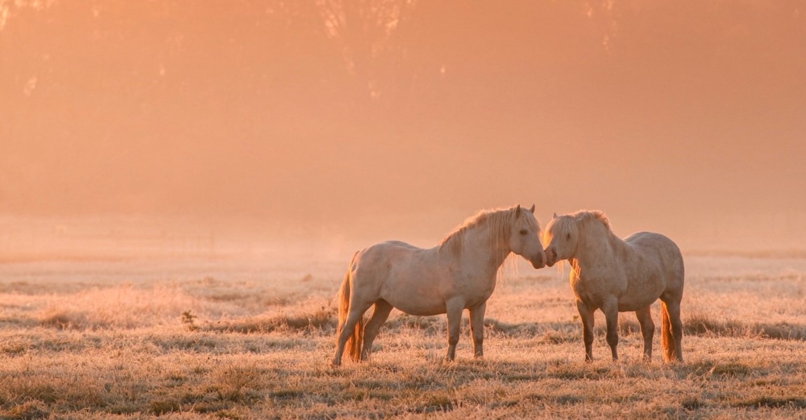 Chevaux camarguais dans une patûre gelée à l'aube et dans la brume A proximité de Noyelle, dans une pâture couverte par la première gelée de l'année, et éclairée par le soleil levant, des chevaux camargais. 