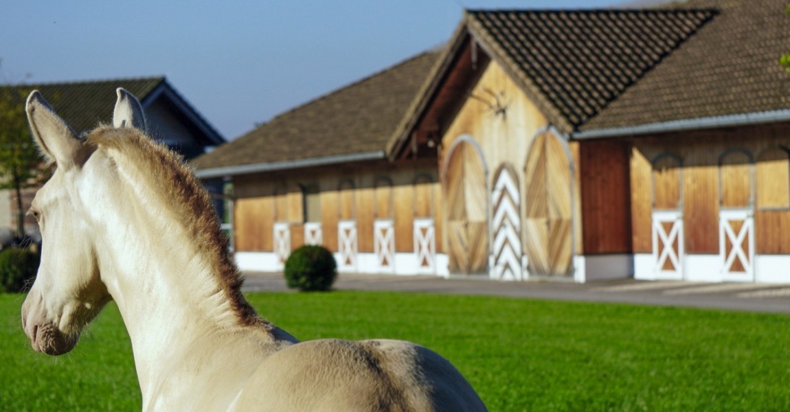 Aurea GSA PRE Gestuet Schloss Amerang Pura Raza Espanola Perlino filly potra Perlina Zucht Verkauf 220 