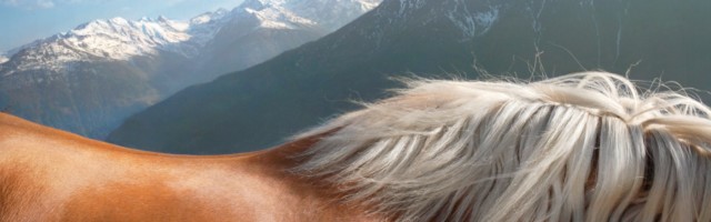 Getty ImagesTim Flach 84588618bearb Back and mane of Haflinger 