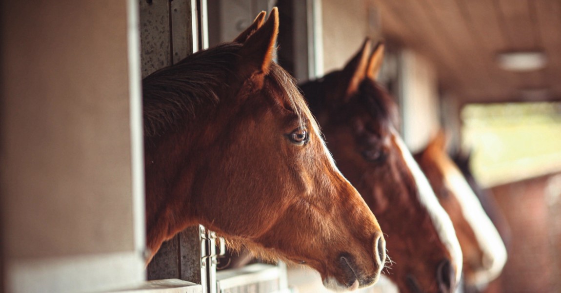 Four Horses in Stables Anglo Arab and Thoroughbred horses in stables. Chestnut horse, bay horse. 