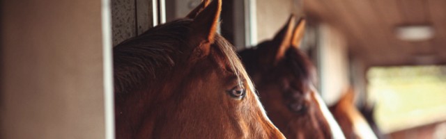 Four Horses in Stables Anglo Arab and Thoroughbred horses in stables. Chestnut horse, bay horse. 