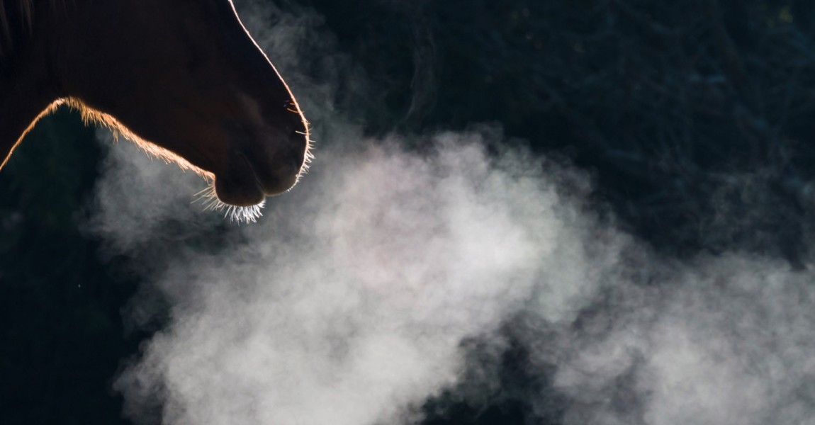 Horse, condensation of breath, South Africa, Africa Horse, condensation of breath, South Africa, Africa 