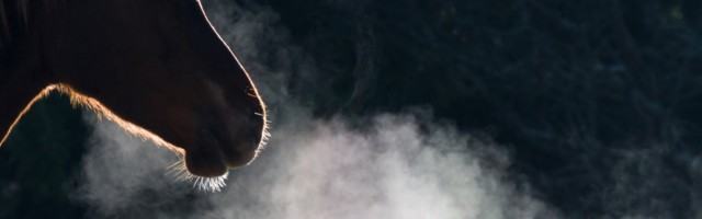 Horse, condensation of breath, South Africa, Africa Horse, condensation of breath, South Africa, Africa 