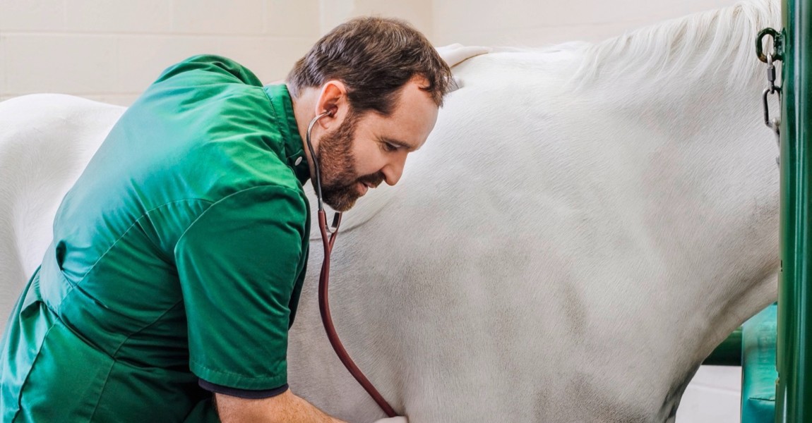 Veterinarian examining horse Veterinarian examining horse 