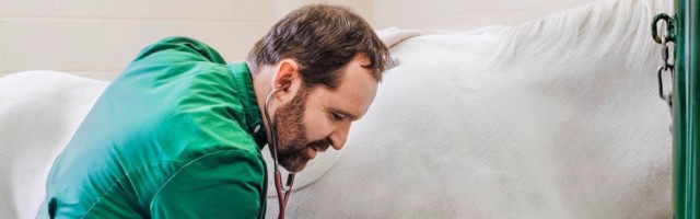 Veterinarian examining horse Veterinarian examining horse 