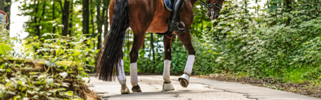 Schenkelweichen_20190718_EL_9448 