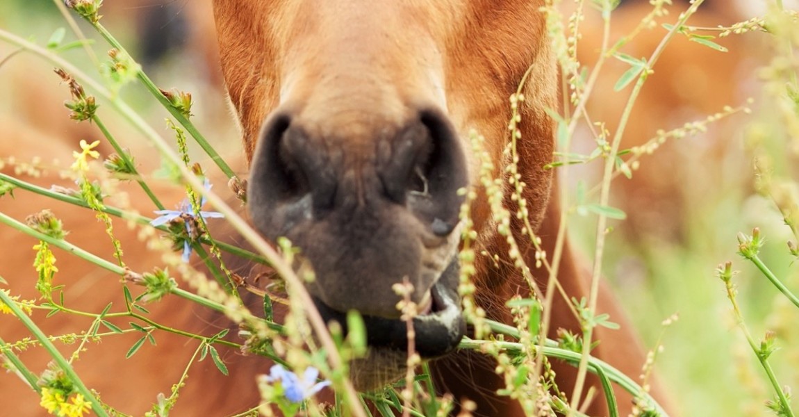 portrait of arabian foal among herbs portrait of arabian foal among herbs. pasture. cloudy day 