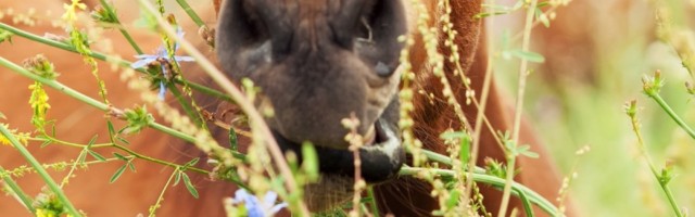 portrait of arabian foal among herbs portrait of arabian foal among herbs. pasture. cloudy day 