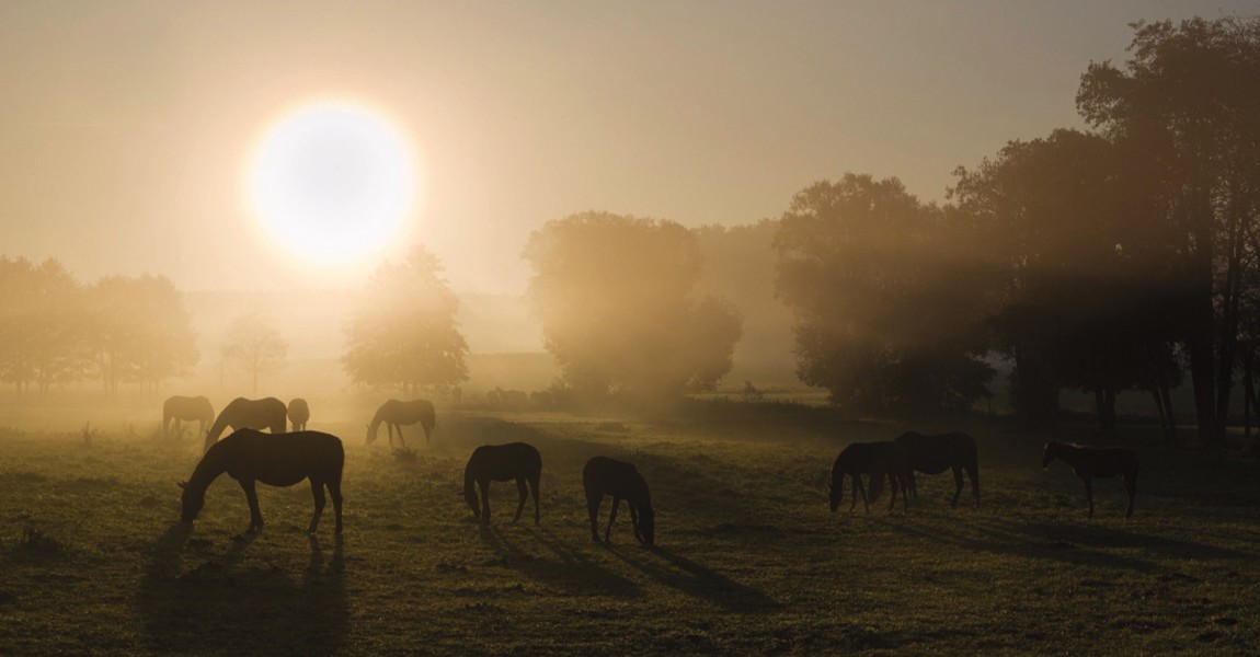 imago56116083h Bildnummer: 56116083 Datum: 19.03.2011 Copyright: imago/blickwinkel sonnenaufgang im nebel mit pferden, deutschland, sachsen, vogtland, vogtl‰ndische schweiz sunrise over a pasture with horses, germany, saxony, vogtland, vogtl‰ndische schweiz blws268918 kbdig 2011 quer querformat vogtl‰ndische schweiz europa europ‰isch mitteleuropa mitteleurop‰isch deutschland deutsch ostdeutschland ostdeutsch sachsen s‰chsisch vogtland deutsche deutscher deutsches morgenstimmung nebel morgennebel fr¸hnebel am morgen auflˆsen auflˆsend auflˆsender auflˆsende sich auflˆsen sich auflˆsend sich auflˆsende sich auflˆsender sich auflˆsende nebel sich auflˆsender nebel sich auflˆsende morgennebel sich auflˆsender morgennebel sich auflˆsende fr¸hnebel sich auflˆsender fr¸hnebel lˆsen sich auf lˆst sich auf kulturlandschaft kulturlandschaften landschaft landschaften jahreszeit jahreszeiten herbst herbstlich feld felder gehˆlz gehˆlze pflanze pflanzen gehˆlzpflanze gehˆlzpflanzen d‰mmerung morgend‰mmerung morgengra¸n morgen morgens morgendunst morgenlicht im morgenlicht tagesanbruch bei tagensanbruch malerisch malerische malerisches malerischer pittoresk pittoreske pittoreskes pittoresker idyllisch idyllische idyllisches idyllischer stimmungsvoll stimmungsvolle stimmungsvoller stimmungsvolles idylle idyllen romantisch romantische romantischer romantisches romantik naturidylle naturidyllen landschaftliche schˆnheit naturschˆnheit landschaftlich schˆn baum b‰ume weide weiden viehweide viehweiden pferdeweide pferdeweiden tier tiere s‰ugetier s‰ugetiere huftier huftiere unpaarhufer pferd pferde herde herden pferdeherde pferdeherden gruppe gruppen morgensonne in der morgensonne bei tagesanbruch sonne sonnenaufgang sonnenaufg‰nge lichtstimmung lichtstimmungen aufgehende sonne fressen fressend fressende fressender fressendes grasen grasend grasende grasender grasendes weidend weidende weidender weidendes gegenlicht gegenlichtaufnahme gegenlichtaufnahmen silho¸tte silho¸tten schattenriss schattenbild umriss schatten langer schatten lange schatten d¸sternis d¸ster d¸stere d¸steres d¸sterer horizontal format europe european central europe central european germany german eastern germany eastern german saxony saxonian morning atmosphere morning mist early morning mist morning fog early morning fog in the morning clears away clearing away cultural landscape cultural landscapes cultural scenery cultural sceneries landscape landscapes season seasons autumn fall field fields plant plants dawn break of dawn morning morning mood morning damp morning light in morning light picturesque idyllic pictorial pictorially picturesquely scenic romantic impressive atmospheric full of atmosphere nature idyll idyll idylls inherent natural beauty beauty of nature scenic attraction dawning mood tree trees pasture pastures meadow meadows feedlot feedlots animal animals mammal mammals odd-tˆd ungulates perissodactyls domestic horse domestic horses horse horses herd of horses herds of horses group groups browsing browses morning sun morning suns sun sunrise sunrises mood lighting grazing grazes feeding feeds back light backlight backlighting frontlighting backlit photo backlit photos backlit photograph backlit photographs contre-jour photo contre-jour photos contre-jour photograph contre-jour photographs silho¸ttes silho¸tted against shadow long shadow long shadows darkness dark gloomy dim sombre 56116083 Date 19 03 2011 Copyright Imago Angle Sunrise in Fog with Horses Germany Saxony Vogtland Vogtl‰ndische Switzerland Sunrise Over a Pasture With Horses Germany Saxony Vogtland Vogtl‰ndische Switzerland Kbdig 2011 horizontal Landscape Vogtl‰ndische Switzerland Europe Euro Central Europe Central Germany German East Germany East German Saxony Saxon Vogtland German German German Morgenstimmung Fog Morning fog Early fog at Tomorrow dissolve dissolve resolution resolution to dissolve to dissolve to resolution to resolution to resolution Fog to resolution Fog to resolution Morning fog to resolution Morning fog to resolution Early fog to resolution Early fog solve to on solves to on Cultural landscape Cultural landscapes Landscape Landscapes Season Seasons Autumn autumn Field Fields Gehˆlz Woody plants Plant Plants Woodland plant Woody plants Dusk Dawn Tomorrow morning Morning haze Morning light in Morning light Daybreak at Tagensanbruch picturesque Picturesque Quaint picturesque picturesque Picturesque Pittoreskes picturesque idyllic Idyllic Idyllic Idyllischer Full mood Full mood Full mood Full mood Idyll Idylls Romantic Romantic Romantic Romantic Romance Nature idyll Scenic Beauty Natural beauty landscape beautiful Tree Trees Pasture Pastures Livestock grazing Cattle pastures Horse pasture Horse pastures Animal Animals Mammal Mammals Huftier Hoofed animals Unpaarhufer Horse Horses Stoves Herds Horse herd Horse herds Group Groups Morning sun in the Morning sun at Daybreak Sun Sunrise Sunrises Light mood Lighting moods Aufgehende Sun Eating fressend Fressende Fressender Fressendes graze browsing Grass end Grass couple grazing pasturing Weidende grazing Weidendes Gegenlicht backlit shot Backlighting silhouette silhouettes Shadow plan Silhouette Outline Shadow longer Shadow Length Shadow Gloom bleak gloomy gloomy darker horizontally Format Europe European Central Europe Central European Germany German Eastern Germany Eastern German Saxony setson Morning Atmosphere Morning Crap Early Morning Crap Morning Fog Early Morning Fog in The Morning clear Away Clearing Away Cultural Landscape Cultural LANDSCAPES Cultural scenery Cultural sceneries Landscape LANDSCAPES Season Seasons Autumn Case Field Fields plant Plants Dawn Break of Dawn Morning Morning MOOD Morning Damp Morning Light in Morning Light picturesque Idyllic Pictorial pictorially picturesquely Scenic Romantic impressive Atmospheric Full of Atmosphere Nature Idyll Idyll Idyll Natural Beauty Beauty of Nature Scenic Attraction Dawning MOOD Tree Trees Pasture pastures Meadow Meadows feedlot feedlots Animal Animals Mammal mammals Odd fatal ungulates Perissodactyls Domestic Horse Domestic Horses Horse Horses Stove of Horses Herds of Horses Group Groups browsing browser Morning Sun Morning SUNS Sun Sunrise sunrise MOOD Lighting grazing Graz Feeding feeds Back Light back light Bondin backlighting front lighting backlit Photo backlit Photos backlit Photo backlit Photographs Contre Jour Photo Contre Jour Photos Contre Jour Photo Contre Jour Photographs silhouettes silhouetted against Shadow Long Shadow Long Shadows Darkness Dark Gloomy Dim sombre 