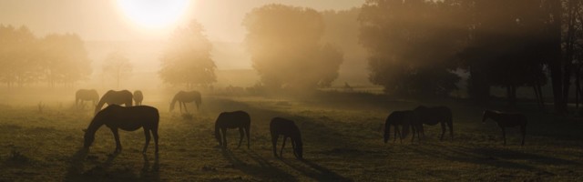 imago56116083h Bildnummer: 56116083 Datum: 19.03.2011 Copyright: imago/blickwinkel sonnenaufgang im nebel mit pferden, deutschland, sachsen, vogtland, vogtl‰ndische schweiz sunrise over a pasture with horses, germany, saxony, vogtland, vogtl‰ndische schweiz blws268918 kbdig 2011 quer querformat vogtl‰ndische schweiz europa europ‰isch mitteleuropa mitteleurop‰isch deutschland deutsch ostdeutschland ostdeutsch sachsen s‰chsisch vogtland deutsche deutscher deutsches morgenstimmung nebel morgennebel fr¸hnebel am morgen auflˆsen auflˆsend auflˆsender auflˆsende sich auflˆsen sich auflˆsend sich auflˆsende sich auflˆsender sich auflˆsende nebel sich auflˆsender nebel sich auflˆsende morgennebel sich auflˆsender morgennebel sich auflˆsende fr¸hnebel sich auflˆsender fr¸hnebel lˆsen sich auf lˆst sich auf kulturlandschaft kulturlandschaften landschaft landschaften jahreszeit jahreszeiten herbst herbstlich feld felder gehˆlz gehˆlze pflanze pflanzen gehˆlzpflanze gehˆlzpflanzen d‰mmerung morgend‰mmerung morgengra¸n morgen morgens morgendunst morgenlicht im morgenlicht tagesanbruch bei tagensanbruch malerisch malerische malerisches malerischer pittoresk pittoreske pittoreskes pittoresker idyllisch idyllische idyllisches idyllischer stimmungsvoll stimmungsvolle stimmungsvoller stimmungsvolles idylle idyllen romantisch romantische romantischer romantisches romantik naturidylle naturidyllen landschaftliche schˆnheit naturschˆnheit landschaftlich schˆn baum b‰ume weide weiden viehweide viehweiden pferdeweide pferdeweiden tier tiere s‰ugetier s‰ugetiere huftier huftiere unpaarhufer pferd pferde herde herden pferdeherde pferdeherden gruppe gruppen morgensonne in der morgensonne bei tagesanbruch sonne sonnenaufgang sonnenaufg‰nge lichtstimmung lichtstimmungen aufgehende sonne fressen fressend fressende fressender fressendes grasen grasend grasende grasender grasendes weidend weidende weidender weidendes gegenlicht gegenlichtaufnahme gegenlichtaufnahmen silho¸tte silho¸tten schattenriss schattenbild umriss schatten langer schatten lange schatten d¸sternis d¸ster d¸stere d¸steres d¸sterer horizontal format europe european central europe central european germany german eastern germany eastern german saxony saxonian morning atmosphere morning mist early morning mist morning fog early morning fog in the morning clears away clearing away cultural landscape cultural landscapes cultural scenery cultural sceneries landscape landscapes season seasons autumn fall field fields plant plants dawn break of dawn morning morning mood morning damp morning light in morning light picturesque idyllic pictorial pictorially picturesquely scenic romantic impressive atmospheric full of atmosphere nature idyll idyll idylls inherent natural beauty beauty of nature scenic attraction dawning mood tree trees pasture pastures meadow meadows feedlot feedlots animal animals mammal mammals odd-tˆd ungulates perissodactyls domestic horse domestic horses horse horses herd of horses herds of horses group groups browsing browses morning sun morning suns sun sunrise sunrises mood lighting grazing grazes feeding feeds back light backlight backlighting frontlighting backlit photo backlit photos backlit photograph backlit photographs contre-jour photo contre-jour photos contre-jour photograph contre-jour photographs silho¸ttes silho¸tted against shadow long shadow long shadows darkness dark gloomy dim sombre 56116083 Date 19 03 2011 Copyright Imago Angle Sunrise in Fog with Horses Germany Saxony Vogtland Vogtl‰ndische Switzerland Sunrise Over a Pasture With Horses Germany Saxony Vogtland Vogtl‰ndische Switzerland Kbdig 2011 horizontal Landscape Vogtl‰ndische Switzerland Europe Euro Central Europe Central Germany German East Germany East German Saxony Saxon Vogtland German German German Morgenstimmung Fog Morning fog Early fog at Tomorrow dissolve dissolve resolution resolution to dissolve to dissolve to resolution to resolution to resolution Fog to resolution Fog to resolution Morning fog to resolution Morning fog to resolution Early fog to resolution Early fog solve to on solves to on Cultural landscape Cultural landscapes Landscape Landscapes Season Seasons Autumn autumn Field Fields Gehˆlz Woody plants Plant Plants Woodland plant Woody plants Dusk Dawn Tomorrow morning Morning haze Morning light in Morning light Daybreak at Tagensanbruch picturesque Picturesque Quaint picturesque picturesque Picturesque Pittoreskes picturesque idyllic Idyllic Idyllic Idyllischer Full mood Full mood Full mood Full mood Idyll Idylls Romantic Romantic Romantic Romantic Romance Nature idyll Scenic Beauty Natural beauty landscape beautiful Tree Trees Pasture Pastures Livestock grazing Cattle pastures Horse pasture Horse pastures Animal Animals Mammal Mammals Huftier Hoofed animals Unpaarhufer Horse Horses Stoves Herds Horse herd Horse herds Group Groups Morning sun in the Morning sun at Daybreak Sun Sunrise Sunrises Light mood Lighting moods Aufgehende Sun Eating fressend Fressende Fressender Fressendes graze browsing Grass end Grass couple grazing pasturing Weidende grazing Weidendes Gegenlicht backlit shot Backlighting silhouette silhouettes Shadow plan Silhouette Outline Shadow longer Shadow Length Shadow Gloom bleak gloomy gloomy darker horizontally Format Europe European Central Europe Central European Germany German Eastern Germany Eastern German Saxony setson Morning Atmosphere Morning Crap Early Morning Crap Morning Fog Early Morning Fog in The Morning clear Away Clearing Away Cultural Landscape Cultural LANDSCAPES Cultural scenery Cultural sceneries Landscape LANDSCAPES Season Seasons Autumn Case Field Fields plant Plants Dawn Break of Dawn Morning Morning MOOD Morning Damp Morning Light in Morning Light picturesque Idyllic Pictorial pictorially picturesquely Scenic Romantic impressive Atmospheric Full of Atmosphere Nature Idyll Idyll Idyll Natural Beauty Beauty of Nature Scenic Attraction Dawning MOOD Tree Trees Pasture pastures Meadow Meadows feedlot feedlots Animal Animals Mammal mammals Odd fatal ungulates Perissodactyls Domestic Horse Domestic Horses Horse Horses Stove of Horses Herds of Horses Group Groups browsing browser Morning Sun Morning SUNS Sun Sunrise sunrise MOOD Lighting grazing Graz Feeding feeds Back Light back light Bondin backlighting front lighting backlit Photo backlit Photos backlit Photo backlit Photographs Contre Jour Photo Contre Jour Photos Contre Jour Photo Contre Jour Photographs silhouettes silhouetted against Shadow Long Shadow Long Shadows Darkness Dark Gloomy Dim sombre 