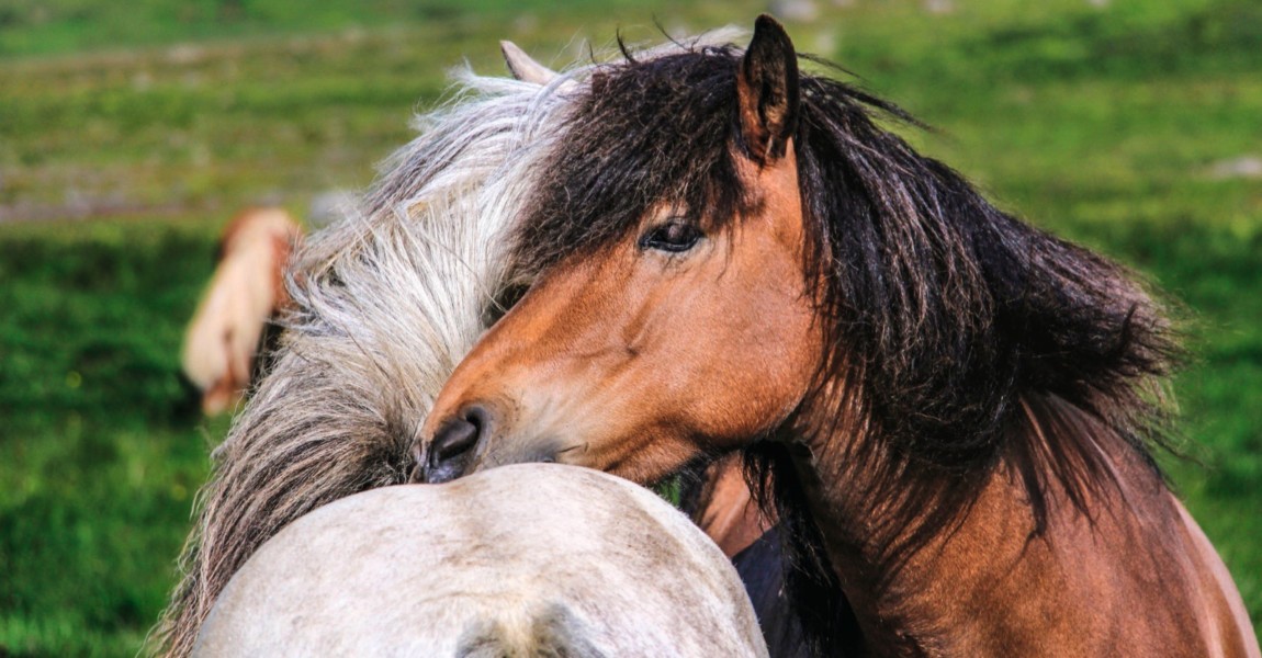 Island Ponys TIERE creative *** Iceland ponies TIERE creative PUBLICATIONxINxGERxSUIxAUTxONLY photoc Island Ponys TIERE/creative *** Iceland ponies TIERE creative PUBLICATIONxINxGERxSUIxAUTxONLY photocase_1786990 