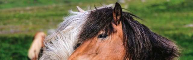 Island Ponys TIERE creative *** Iceland ponies TIERE creative PUBLICATIONxINxGERxSUIxAUTxONLY photoc Island Ponys TIERE/creative *** Iceland ponies TIERE creative PUBLICATIONxINxGERxSUIxAUTxONLY photocase_1786990 