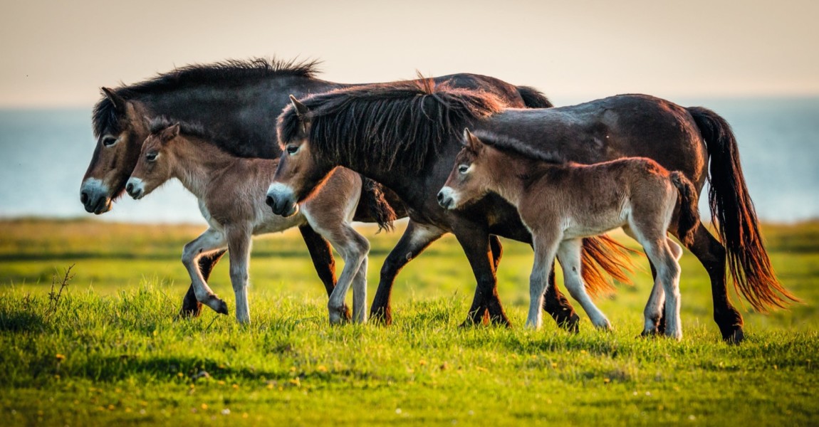 Family of wild horses, Exmoor, Langeland, Denmark 