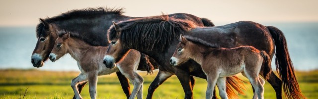 Family of wild horses, Exmoor, Langeland, Denmark 