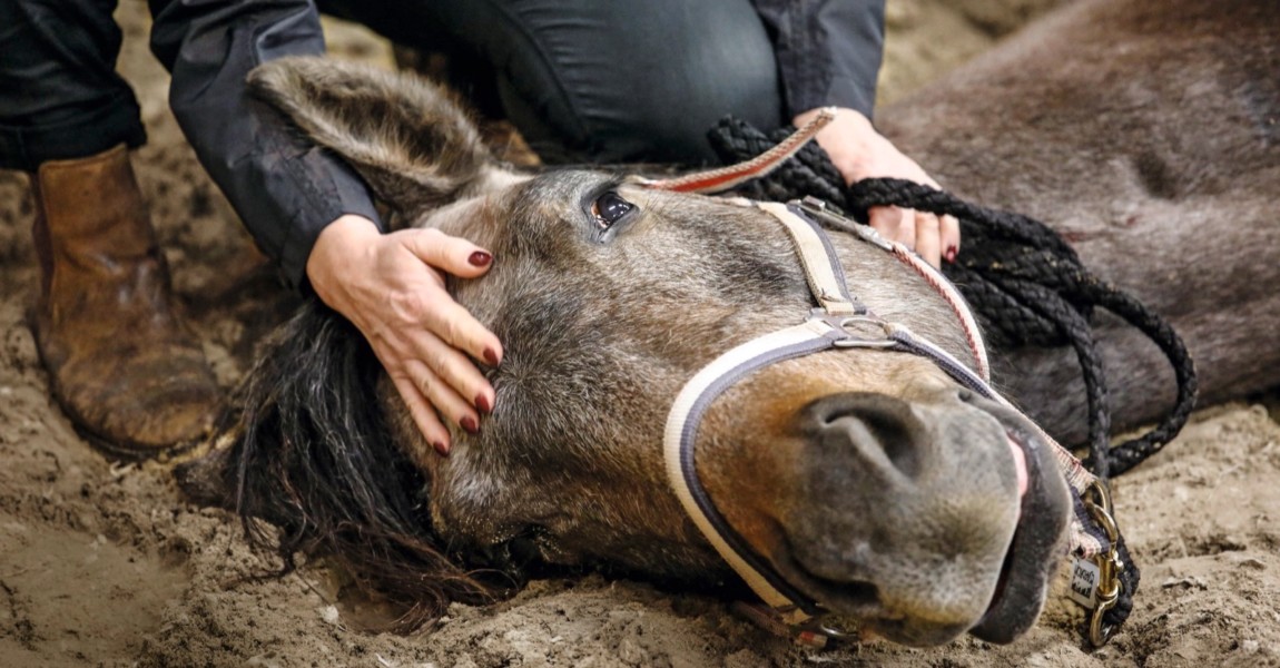 26 04 2018 Wardow Mecklenburg Vorpommern GER Pferd liegt narkotisiert in einer Reithalle am Bod 26.04.2018, Wardow, Mecklenburg-Vorpommern, GER - Pferd liegt narkotisiert in einer Reithalle am Boden. (Anaesthesie, betaeubt, Betaeubung, Medizin, medizinisch, Narkose, narkotisiert, OP, Operation, Pferd, sediert, Sedierung, Tiermedizin, Veterinaermedizin, liegt, liegen, liegend, Vollnarkose, Veterin‰rmedizin) 180426D036WARDOW.JPG *** 26 04 2018 Wardow Mecklenburg Vorpommern GER Horse is anesthetized in a riding arena on the floor Anesthesia stuns Anesthetic Medicine medical Anesthesia anesthetized OP Operation Horse sedated Sedation Veterinary medicine Veterinary medicine lying lying General anesthesia Veterinary medicine 180426D036WARDOW JPG 