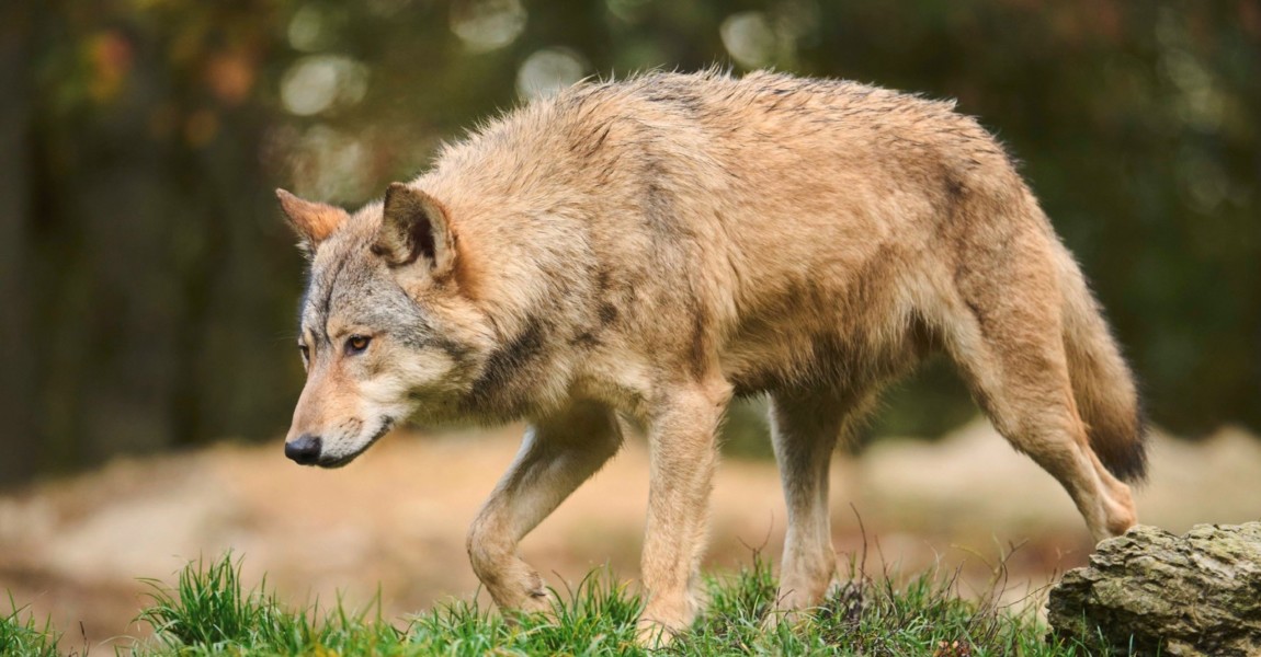 Timberwolf (Canis lupus lycaon) beim Spaziergang auf einer Wiese, Bayern, Deutschland, Europa Eastern wolf (Canis lupus Timberwolf Canis lupus lycaon beim Spaziergang auf einer Wiese, Bayern, Deutschland, Europa Eastern wolf Canis lupus lycaon walking on a meadow, Bavaria, Germany, Europe Copyright: imageBROKER/Davidx&xMichaxSheldo ibxshe11193465.jpg Bitte beachten Sie die gesetzlichen Bestimmungen des deutschen Urheberrechtes hinsichtlich der Namensnennung des Fotografen im direkten Umfeld der Verˆffentlichung 