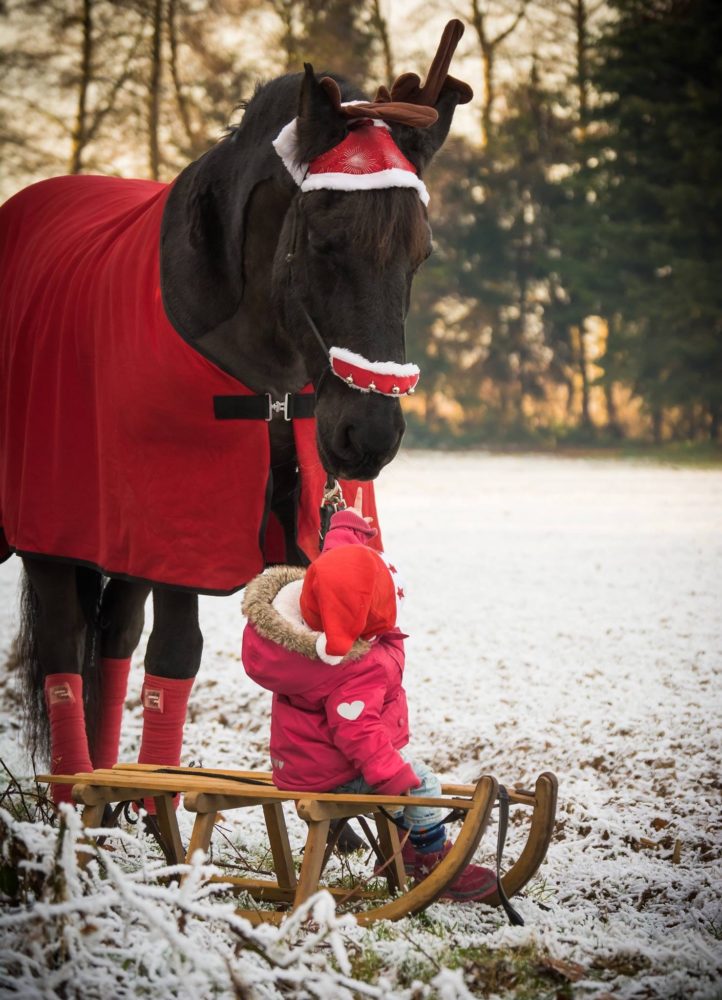 Weihnachten Mein Pferd Mein Freund