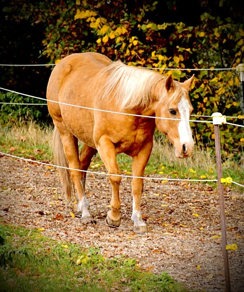 Herbstgefühle