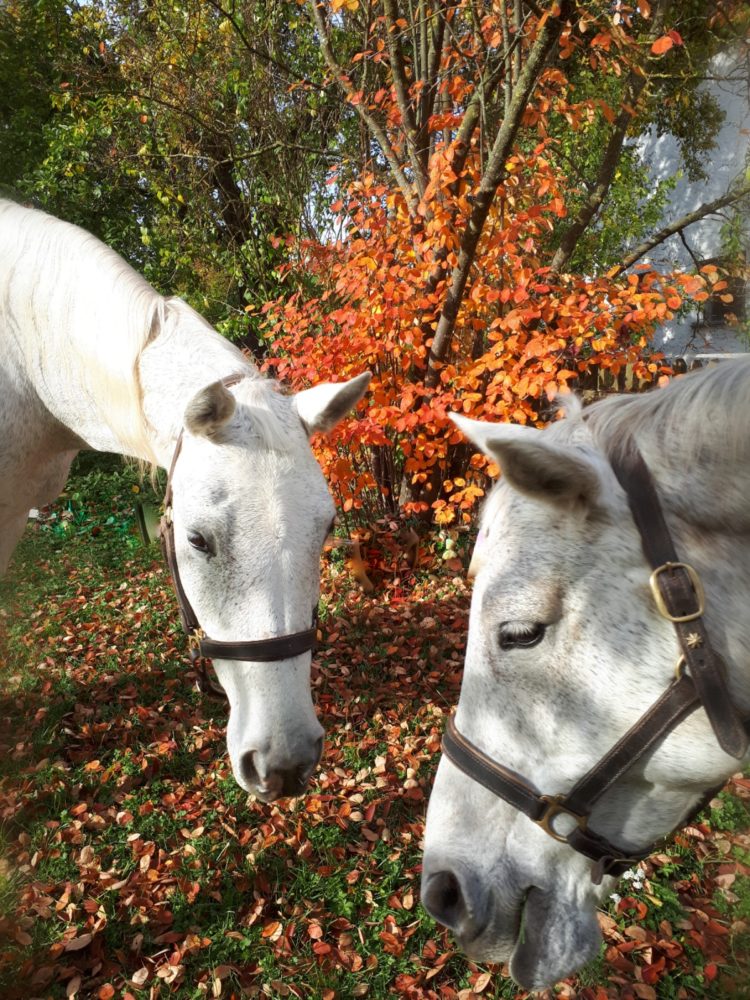 Herbst mit Sterni und Sissi