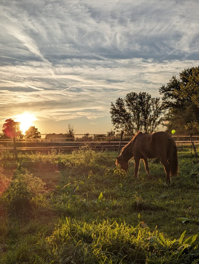 Isländer im Abendrot