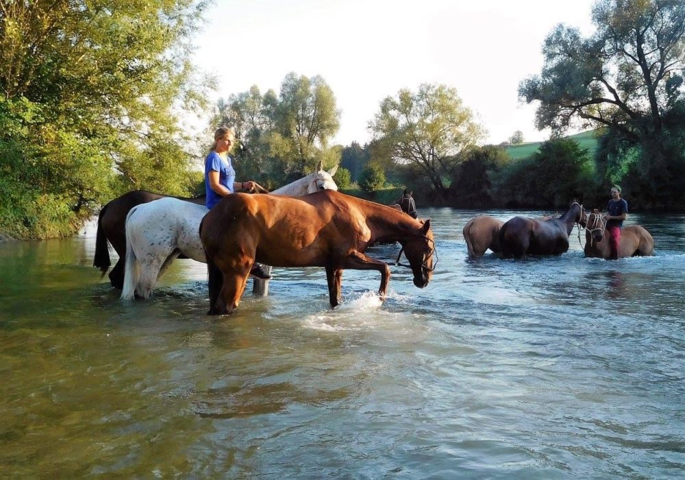 Polos in der Reuss