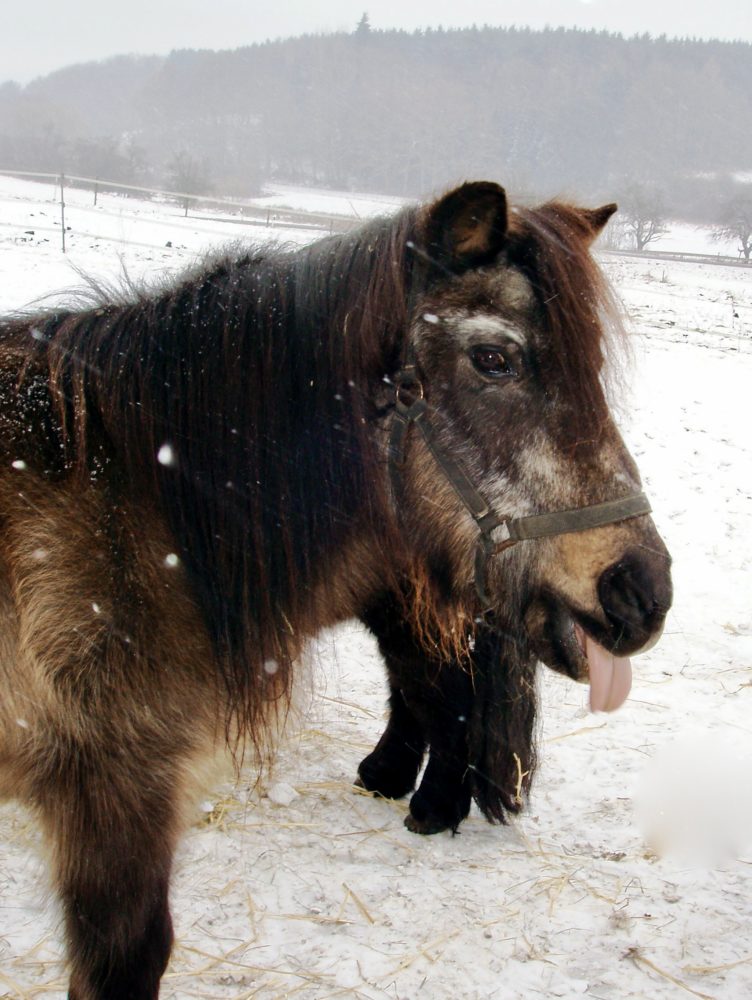 Ponyopa Peter im Schnee