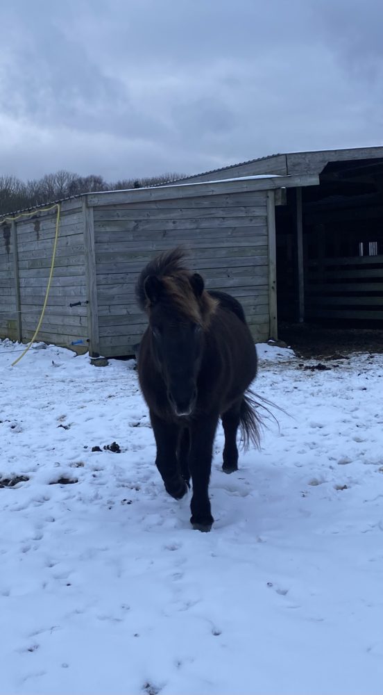 Isländer im Schnee