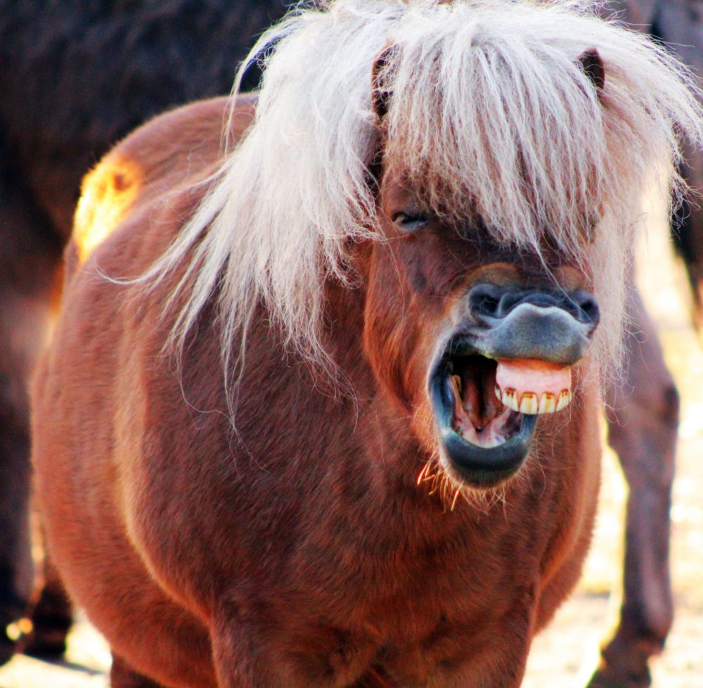 Wintermüdigkeit beim Shettypony Teddy