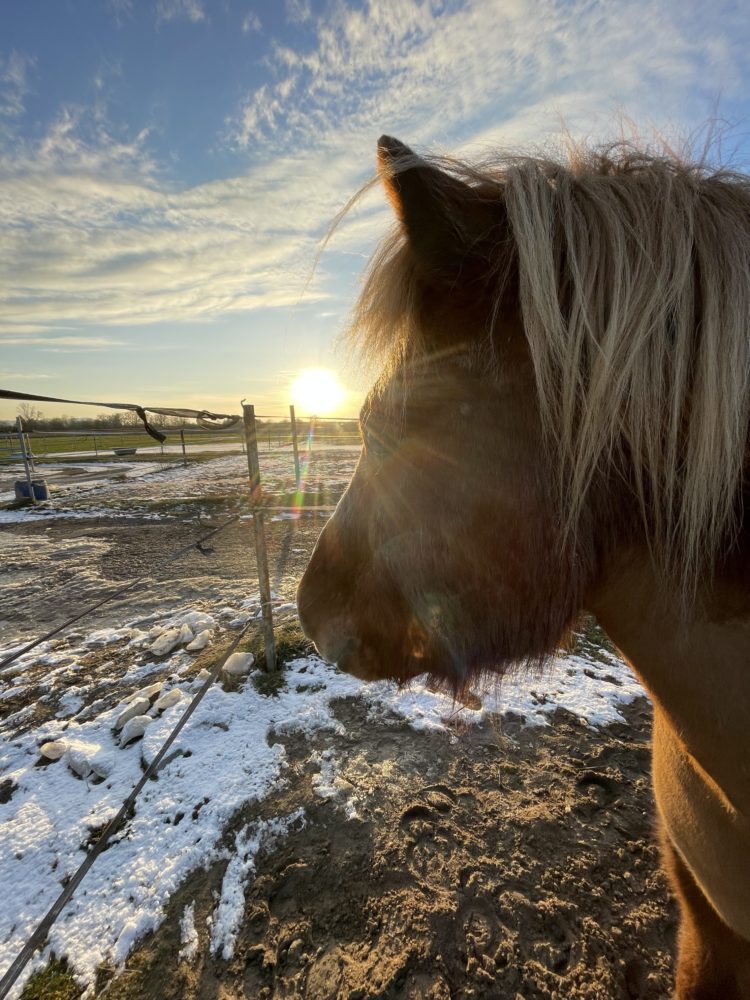 Blesi genießt die Wintersonne