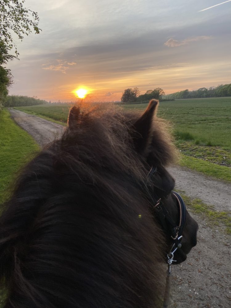 Ausritt im Sonnenuntergang