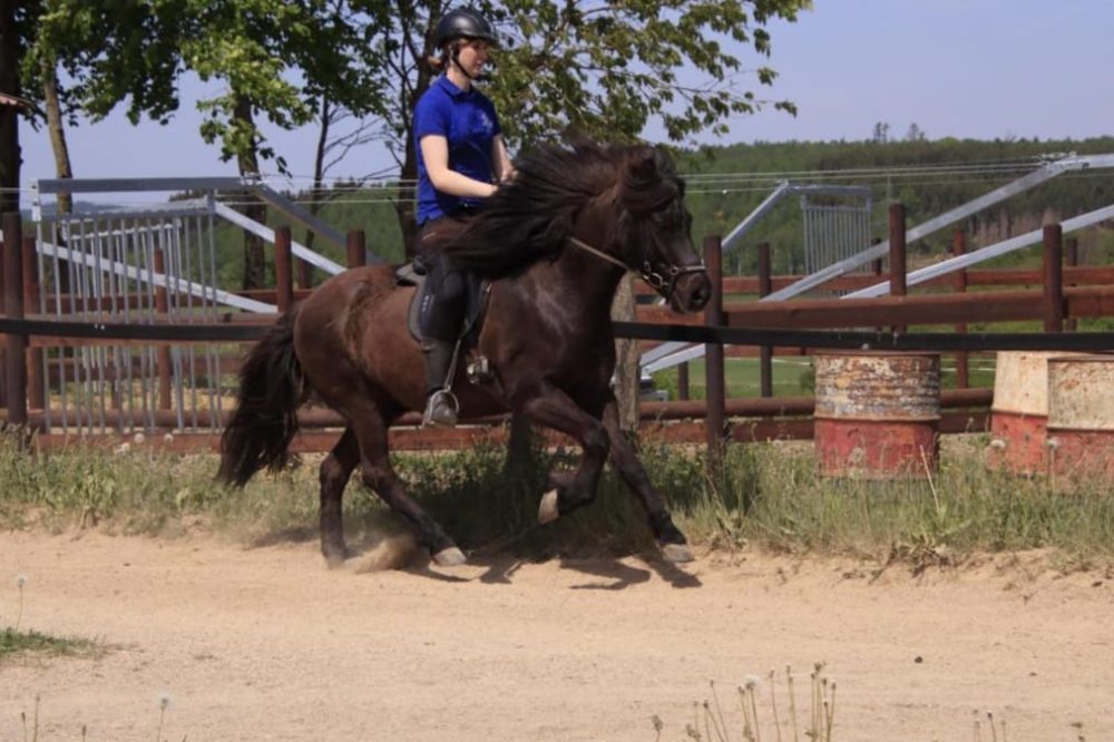 Mit Islandwallach unterwegs im entspannten Galopp.