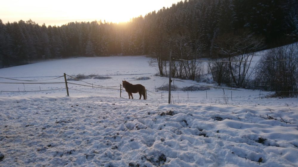 Loki im Schnee