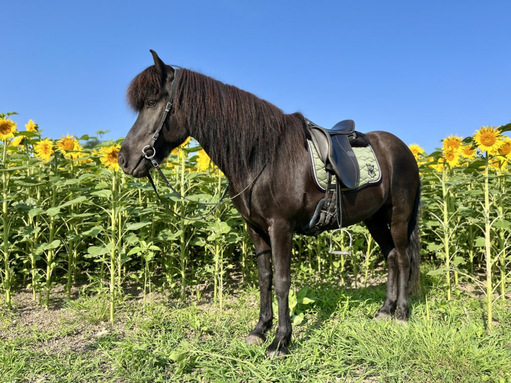 Sonnenblumen und strahlender Glanz im Fell