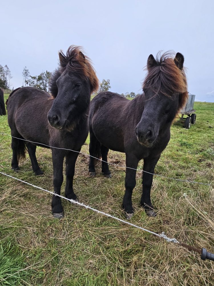 Pferdefreundschaft