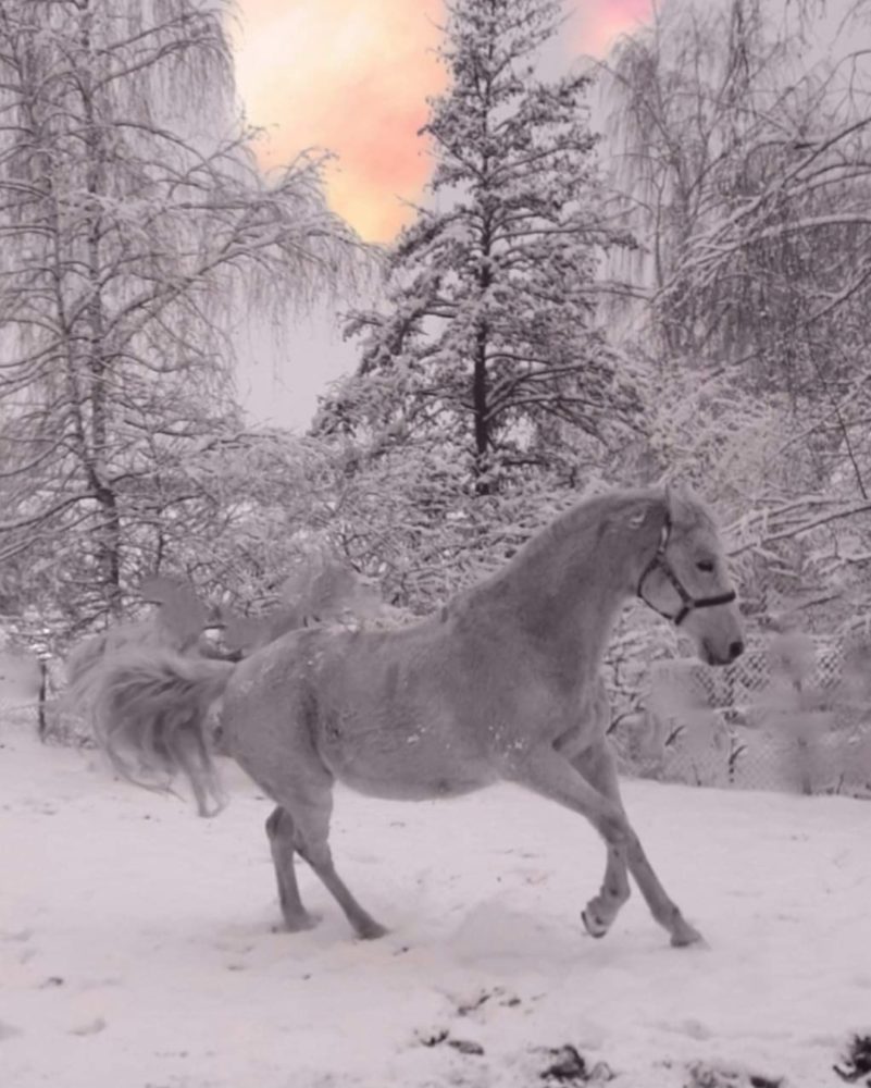 Sterni im Winterspass