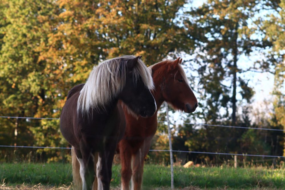 Schöner Herbsttag auf der Weide