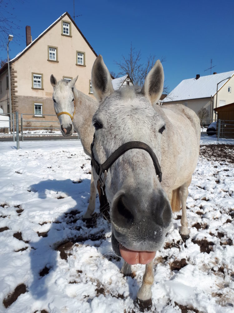 Wintertag mit Sterni und Sissi