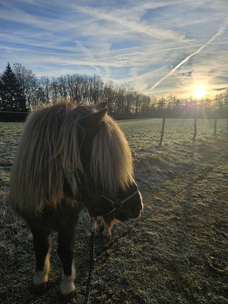 Morgenspaziergang bei bestem Wetter